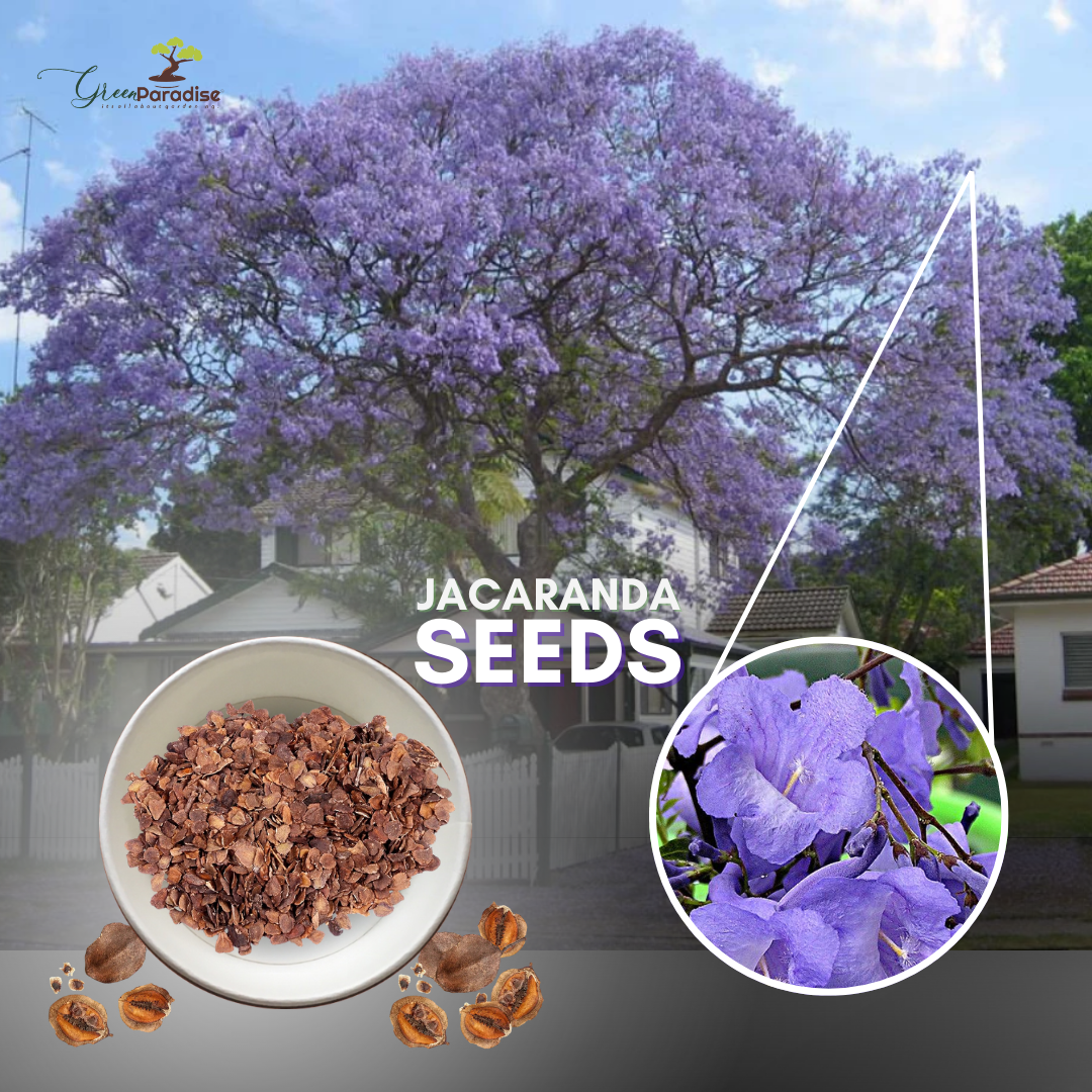 GREEN PARADISE® blue jacaranda tree F1 Quality seeds Pack Jacaranda mimosifolia Blue Shower Tree seeds Ornamental flowering tree seeds with free growing media (pack of 50 seeds)