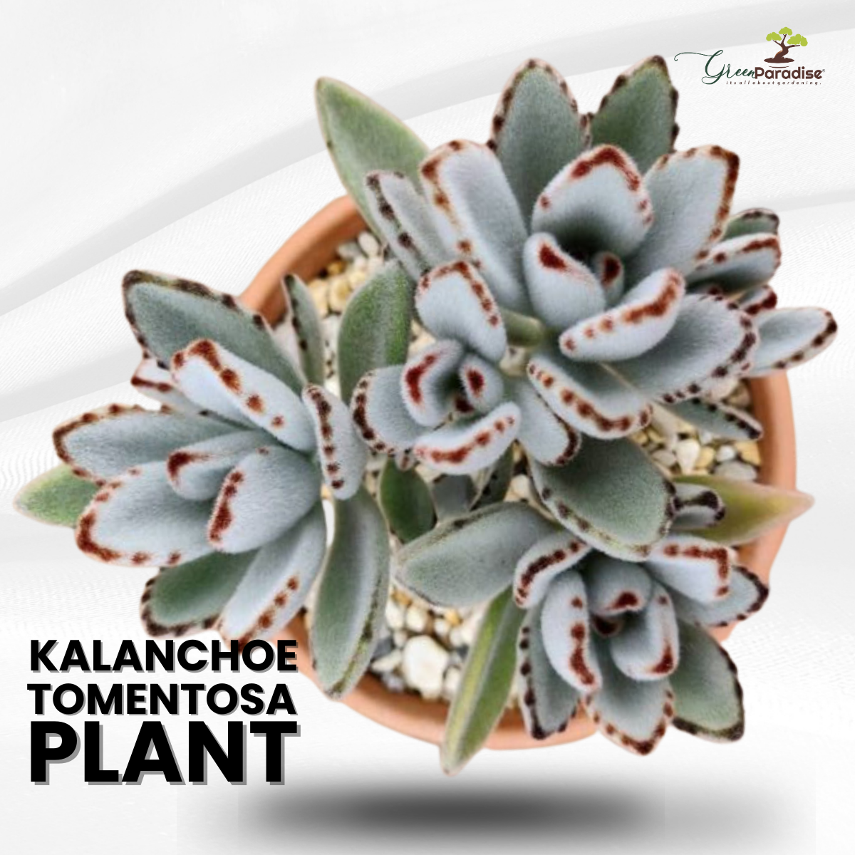 Kalanchoe Tomentosa Succulent Panda Paw Live Plant With Pot –  GreenParadiseLive