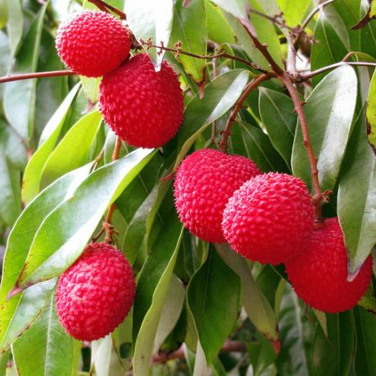 bonsai lychee tree live litchi Plant Suitable For bonsai – GreenParadiseLive