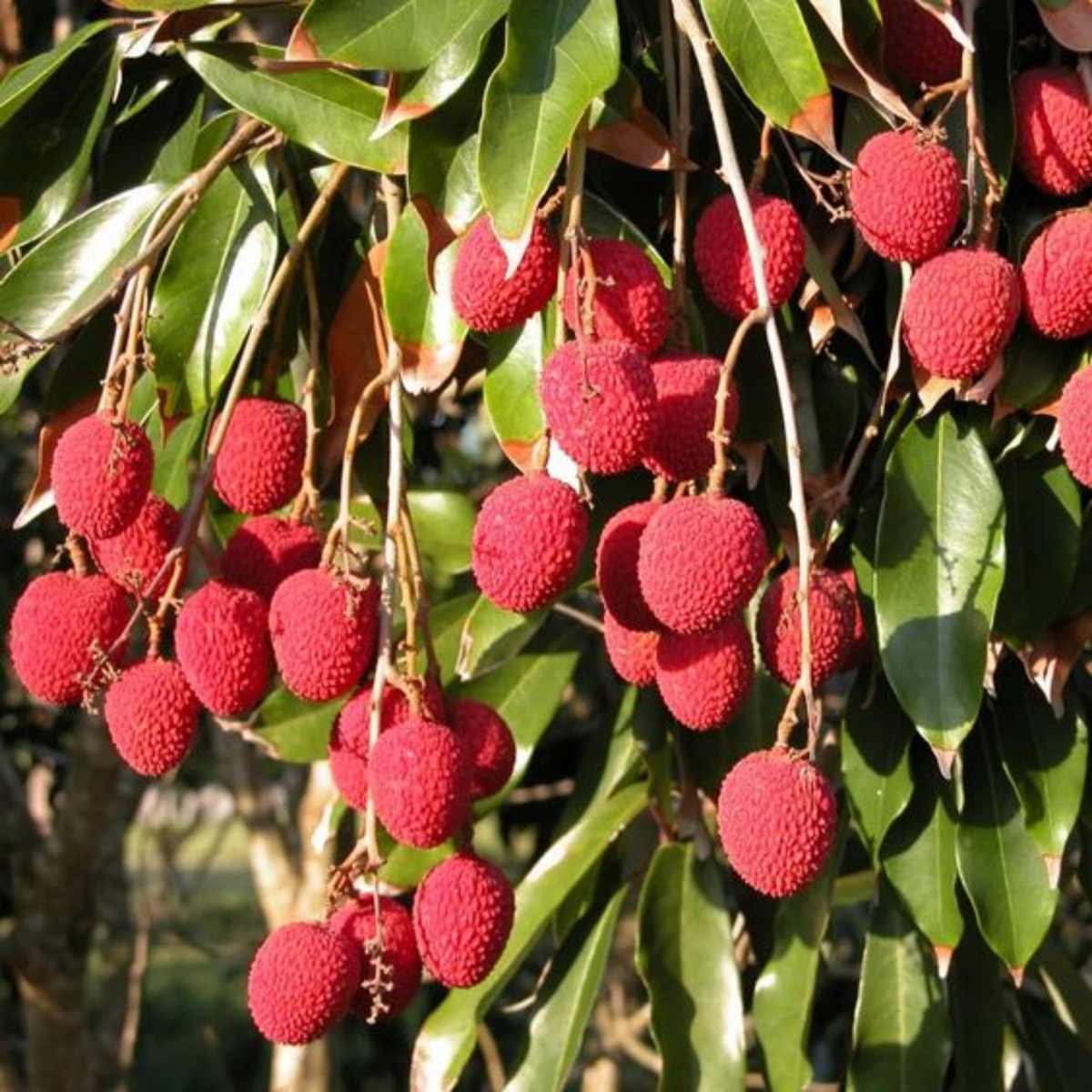 lychee tree bonsai live litchi Plant Suitable For bonsai – GreenParadiseLive