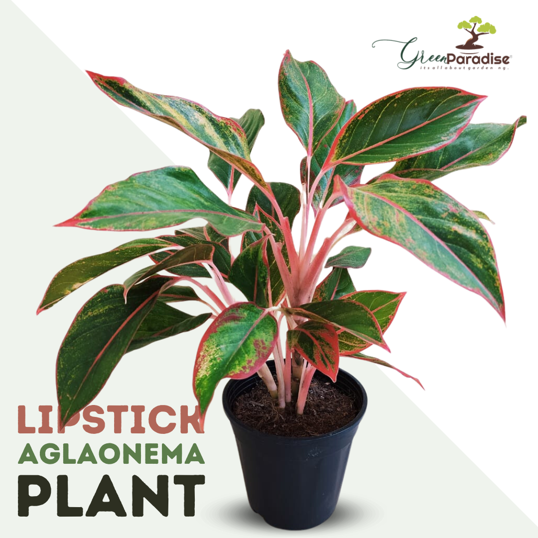 lipstick aglaonema plant Indoor Lipstick Aglonema Plant (Pot included) – GreenParadiseLive
