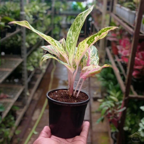 Aglaonema rotundum 'Spark' Live Plant-Green Paradise