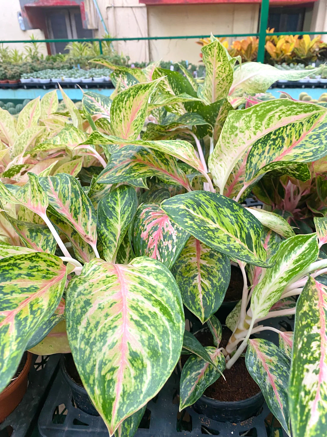 Aglaonema rotundum 'Spark' Live Plant-Green Paradise