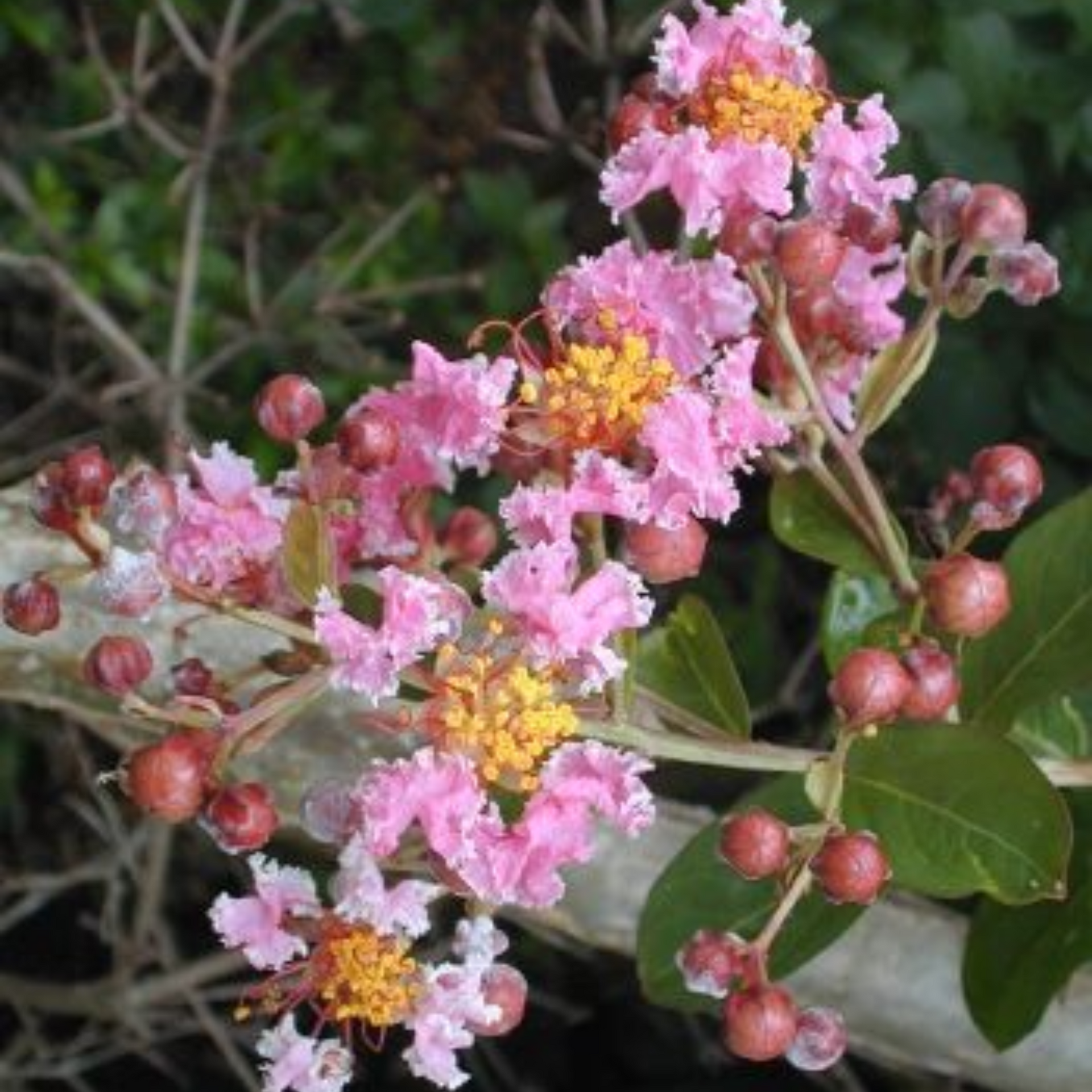 Malpighia Dwarf Cherry Blossom Bonsai Suitable Sapling Plant