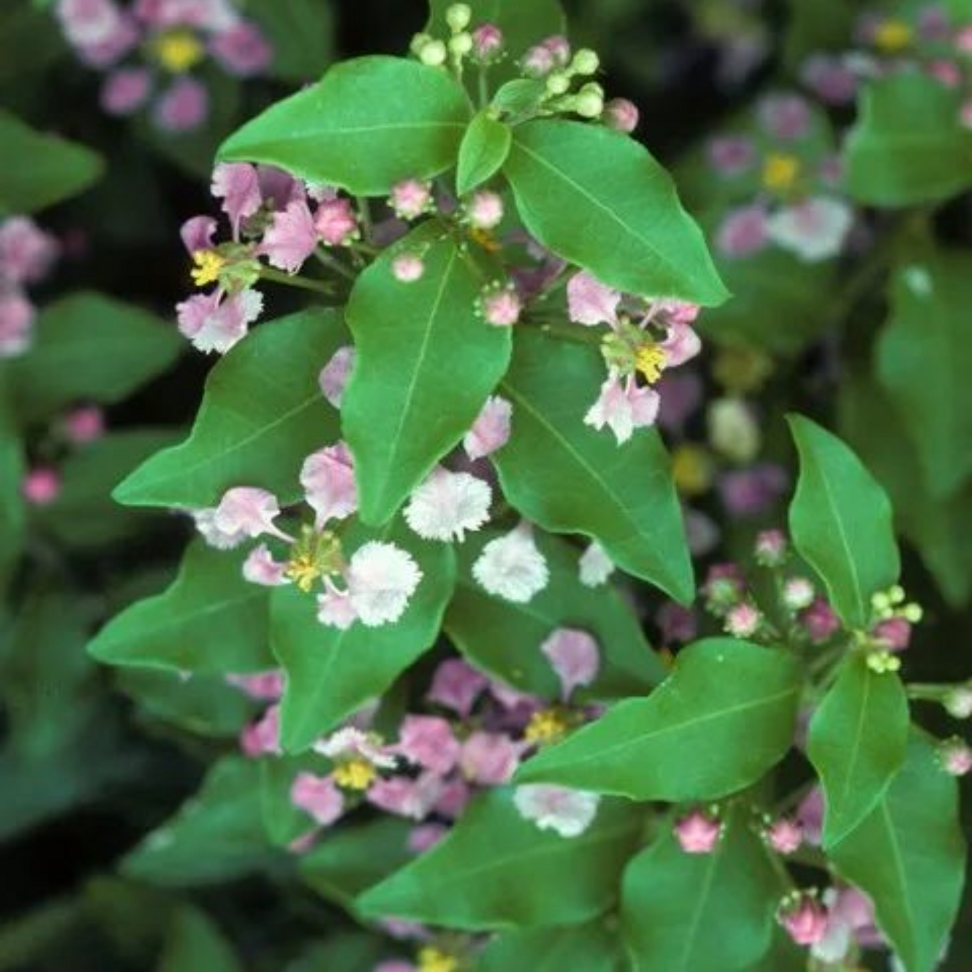 Malpighia punicifolia Dwarf Barbados Cherry bonsai live tree