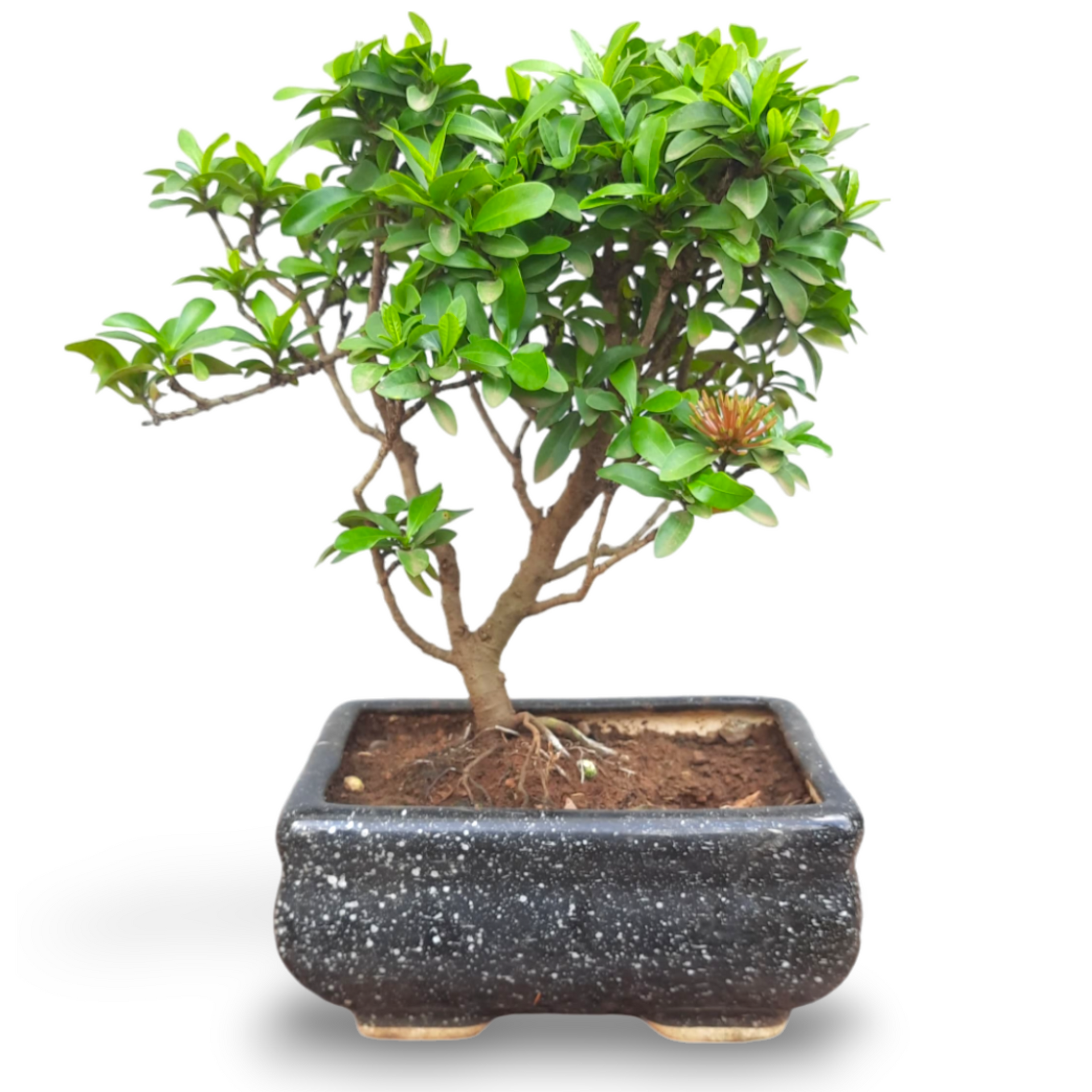 Mini Ixora Bonsai Mature And Old Tree ( Pink ) live Bonsai tree with bonsai pot