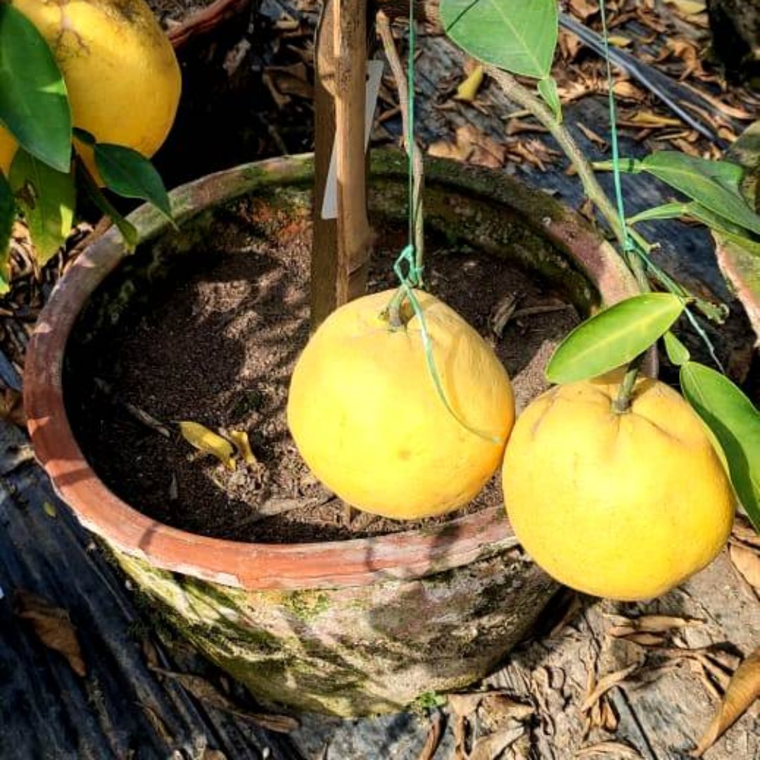 Green paradise Vietnamese Malta new yellow Malta live Grafted Plant