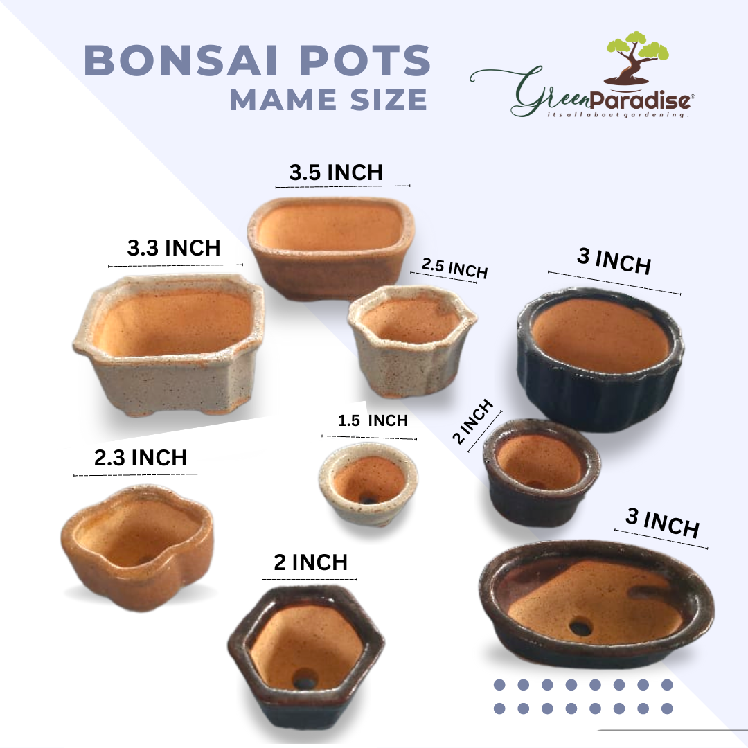 Green Paradise® ceramic mame bonsai pots (set of 5) random sizes