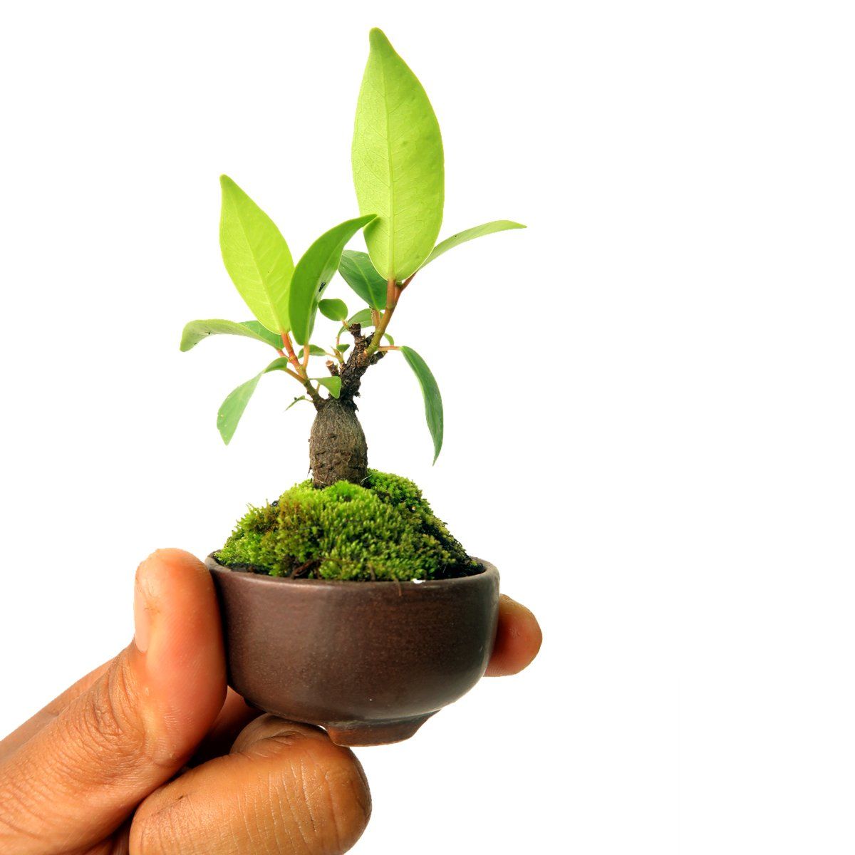 Green Paradise® ceramic mame bonsai pots (set of 5) random sizes