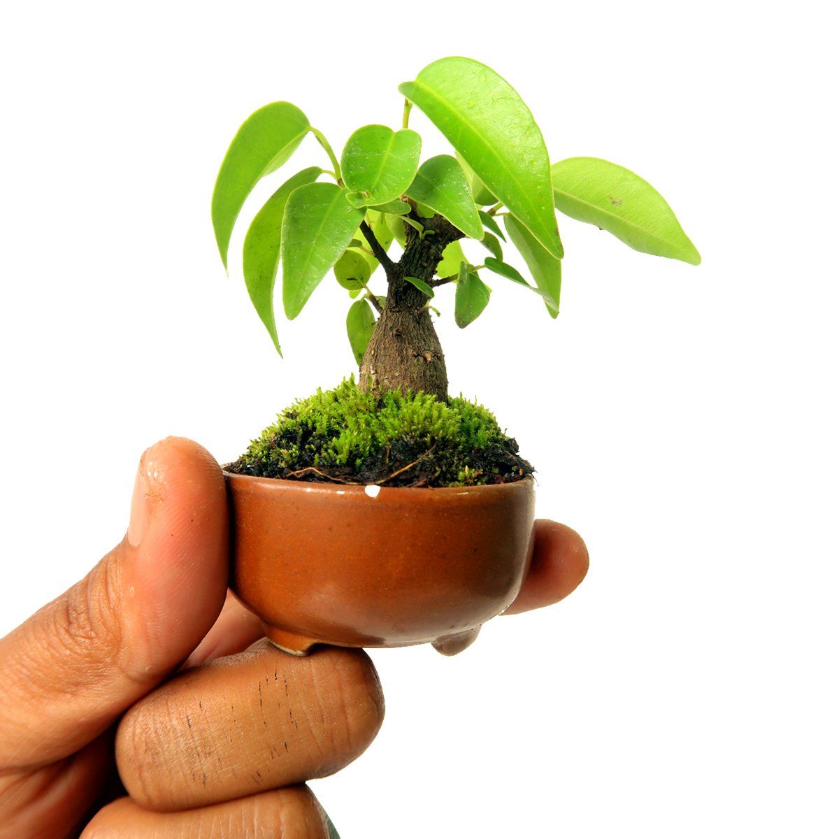 Green Paradise® ceramic mame bonsai pots (set of 5) random sizes