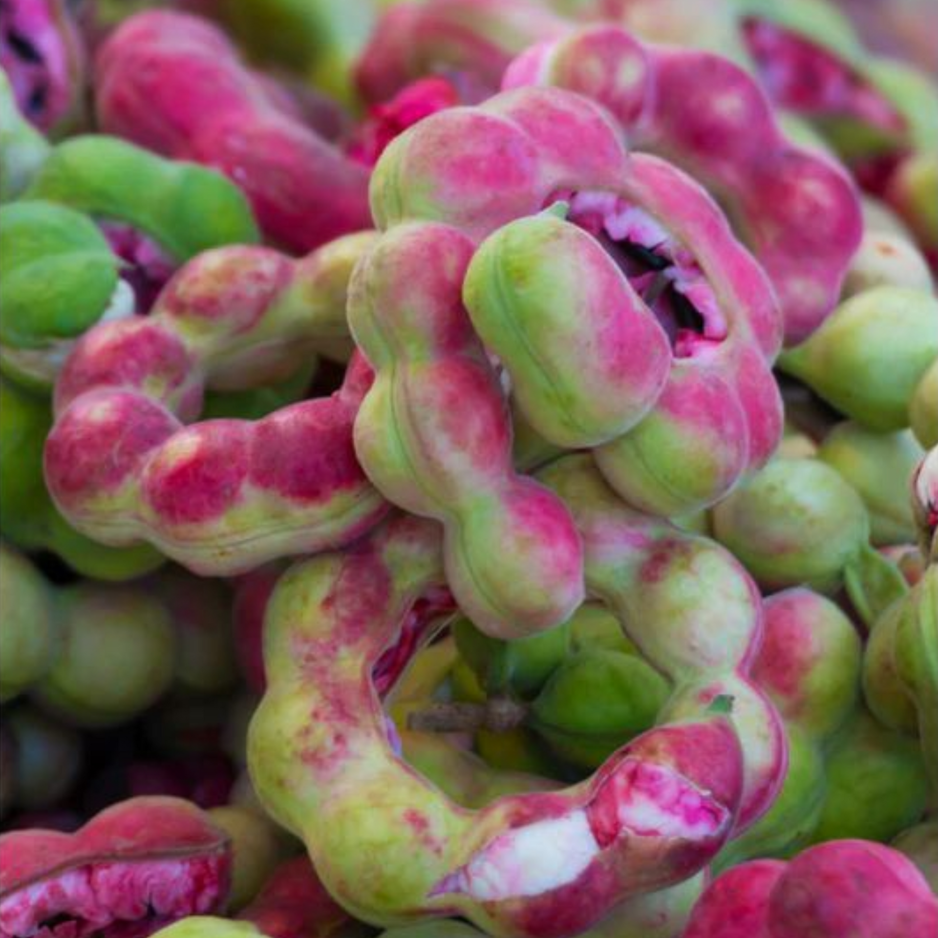Green Paradise Manila Tamarind Camachile sweet fruit live plant