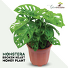 Green Paradise® Monstera Broken Heart Money Plant