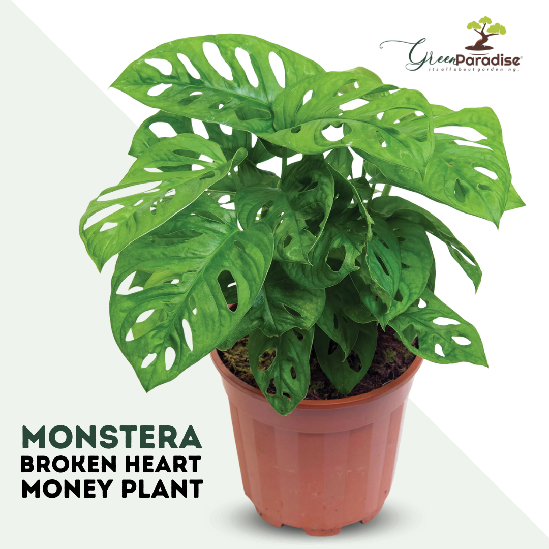 Green Paradise® Monstera Broken Heart Money Plant – GreenParadiseLive