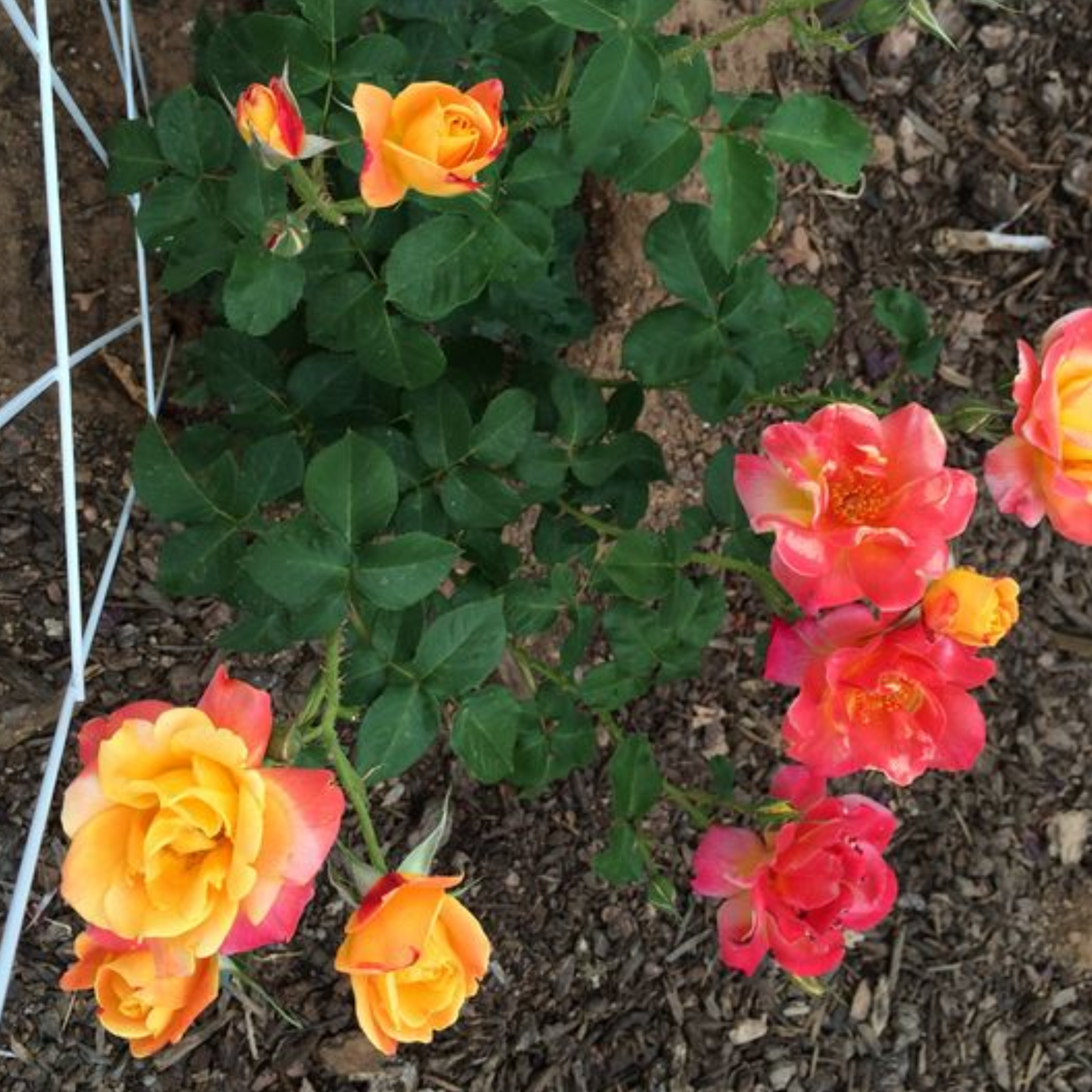 Exclusive Live Orange climbing rose Plant