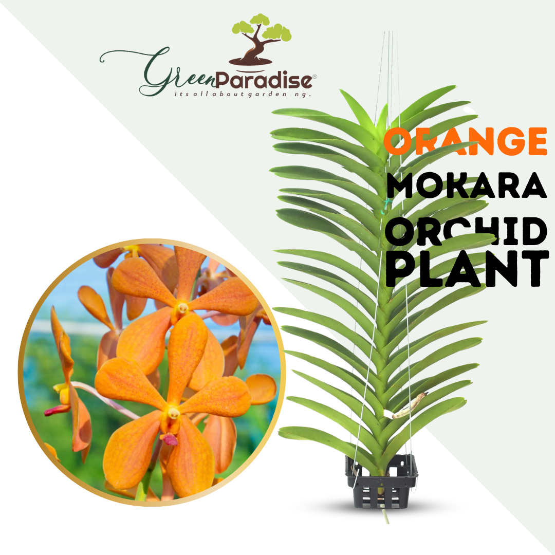 Multi Shade Orange Mokara Orchid