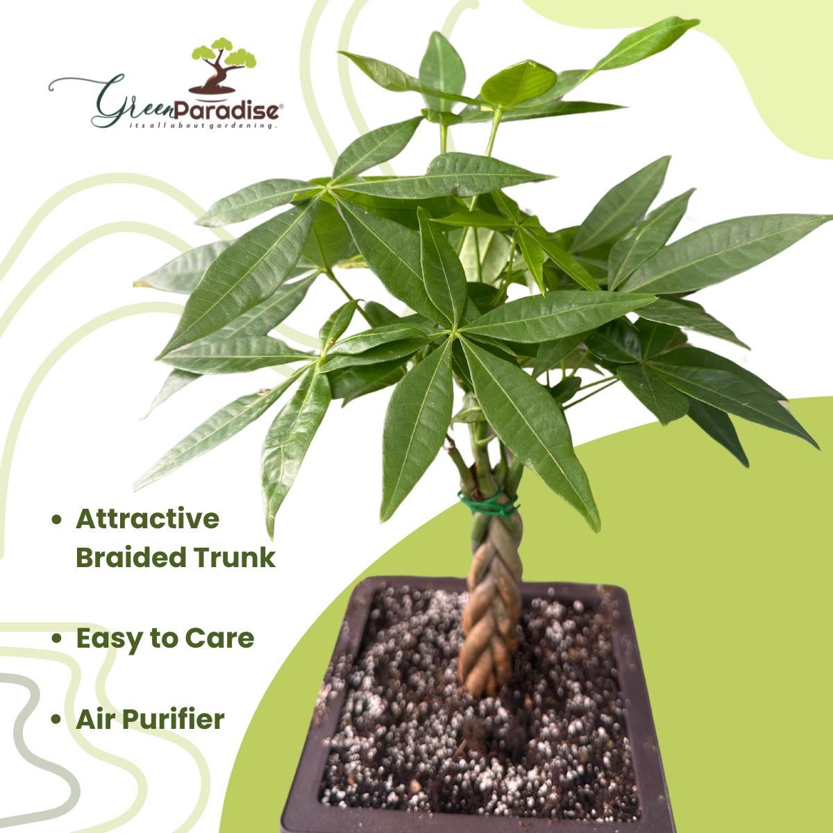 Green Paradise® Pachira Aquatica Braided Indoor Bonsai Money Plant