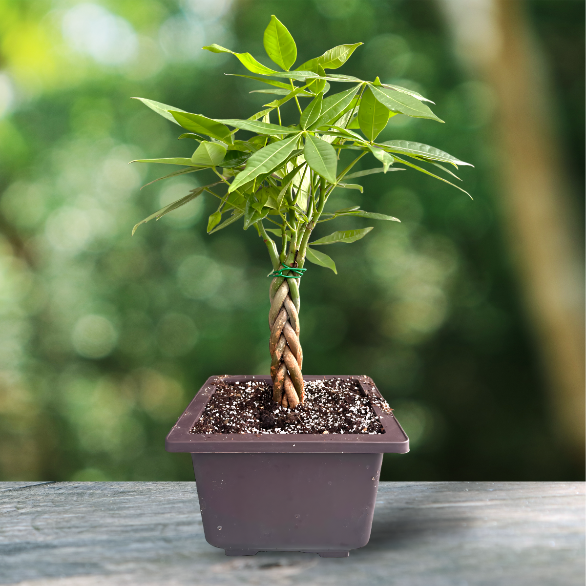 Green Paradise® Pachira Aquatica Braided Indoor Bonsai Money Plant