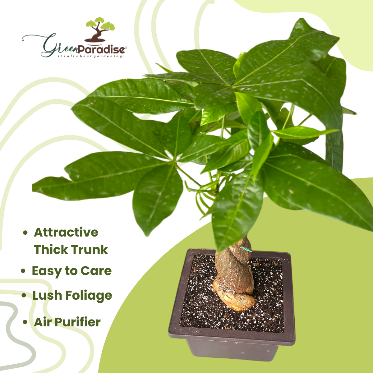 money tree bonsai thick trunk Green Paradise® Pachira Braided Indoor Bonsai Money Plant – GreenParadiseLive