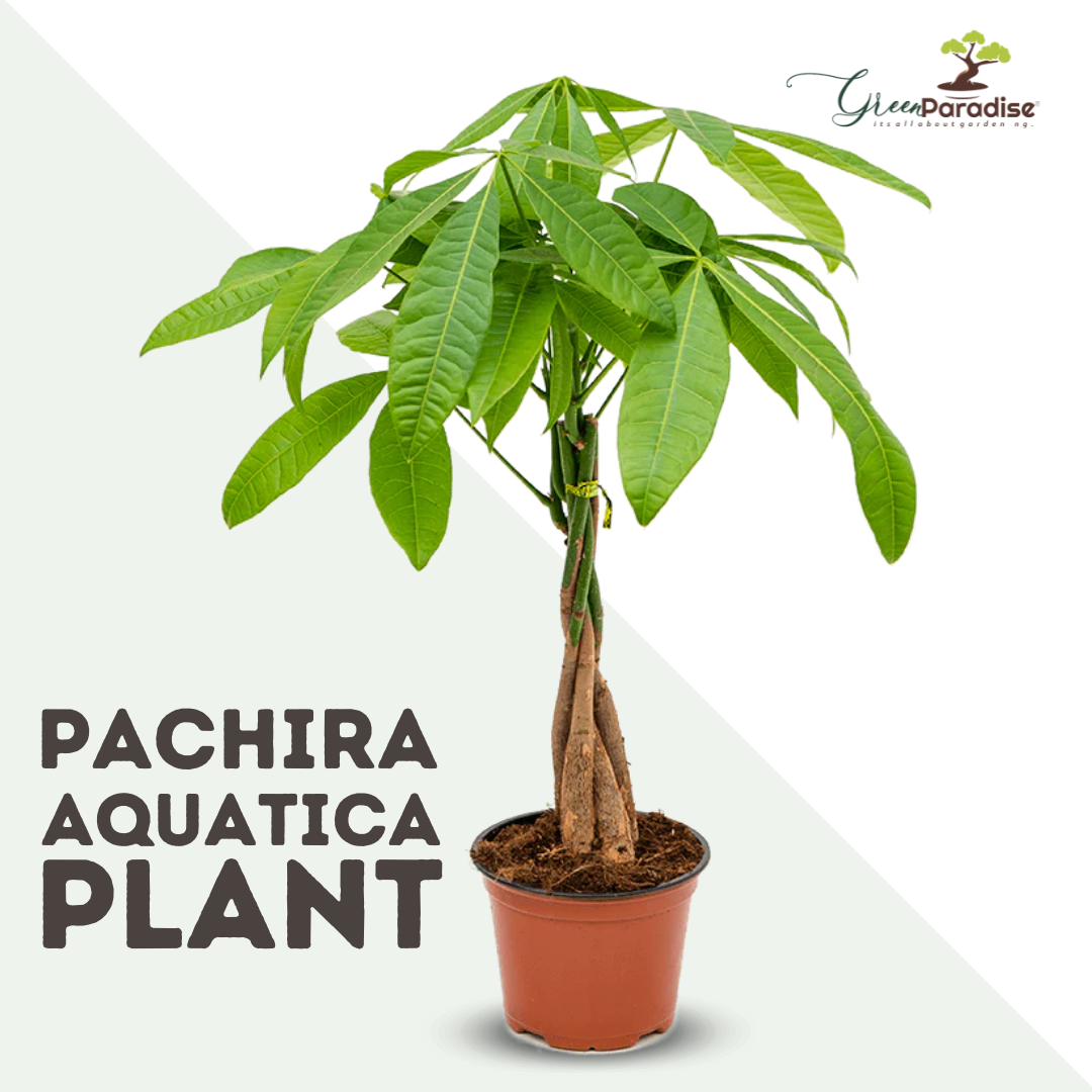 Green Paradise® Pachira Aquatica Braided Indoor Bonsai  Money Plant For Feng Shui Good Fortune Vastu Plant With Glossy Pot