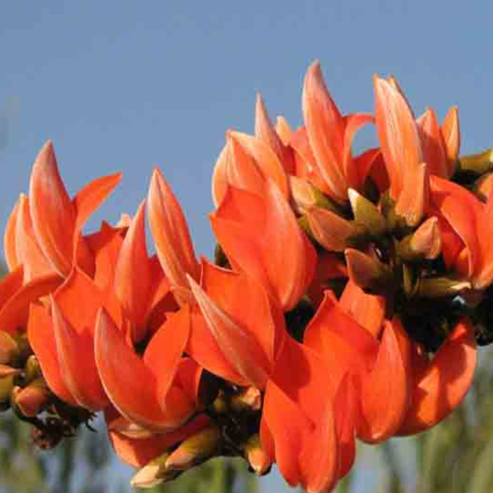 Green Paradise® Sacred Tree – Palash Plant kesuda plant (Butea monosperma) | Flame of the Forest | Rare Flowering & Medicinal Tree