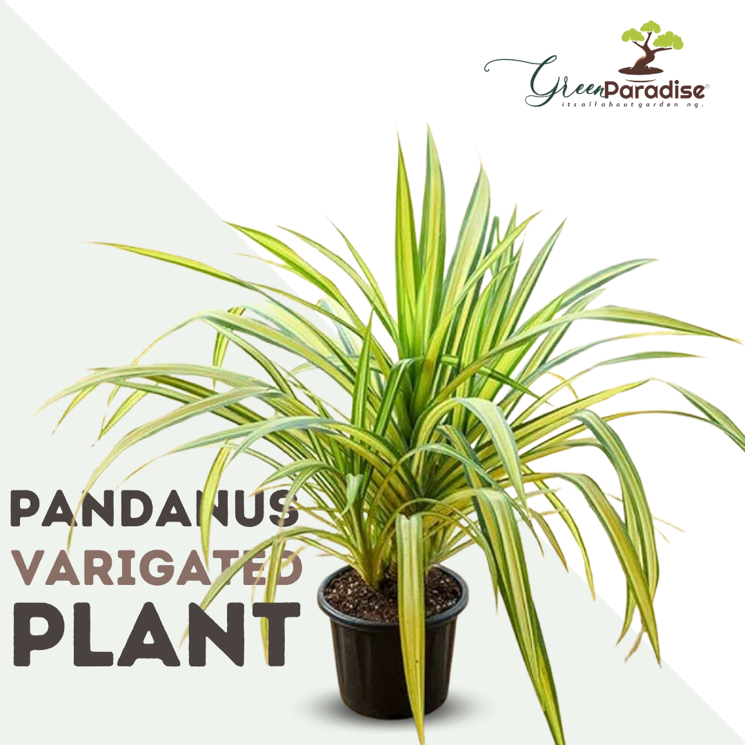 Pandanus Variegated (Golden) Indoor Live Plant