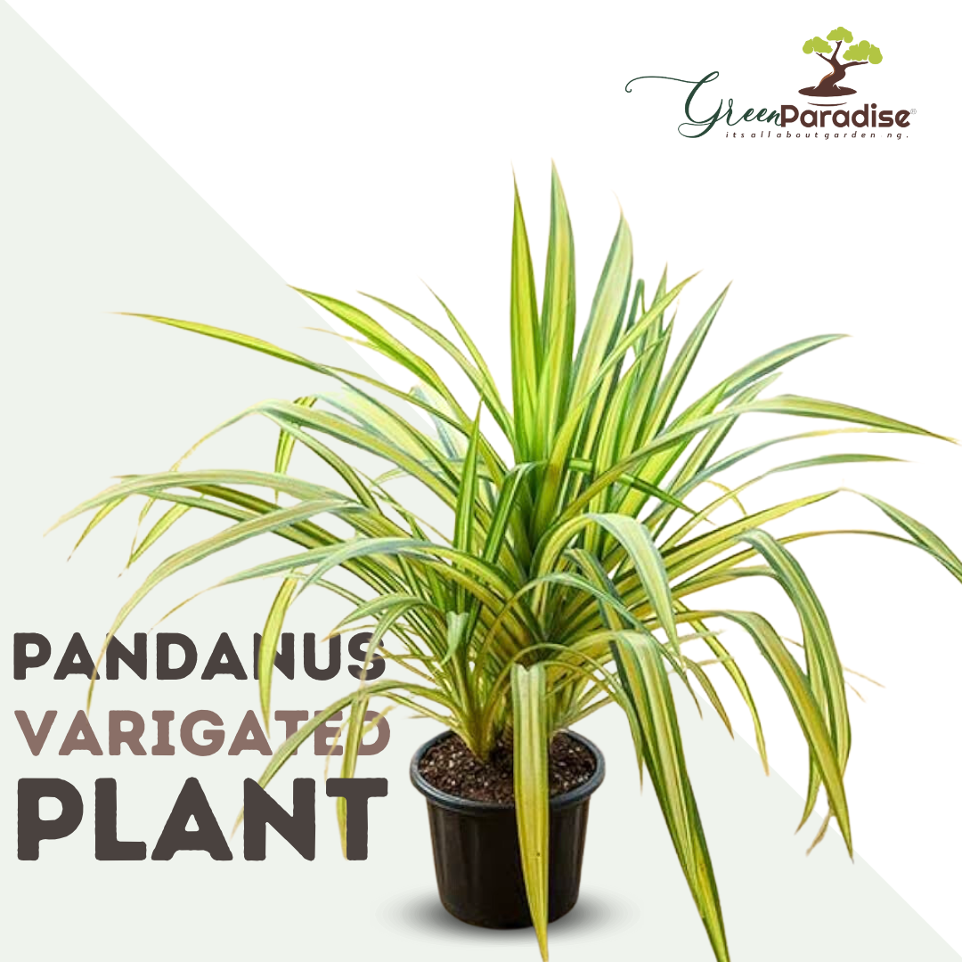 indoor pandan plant Pandanus Variegated (Golden) Indoor Live Plant – GreenParadiseLive