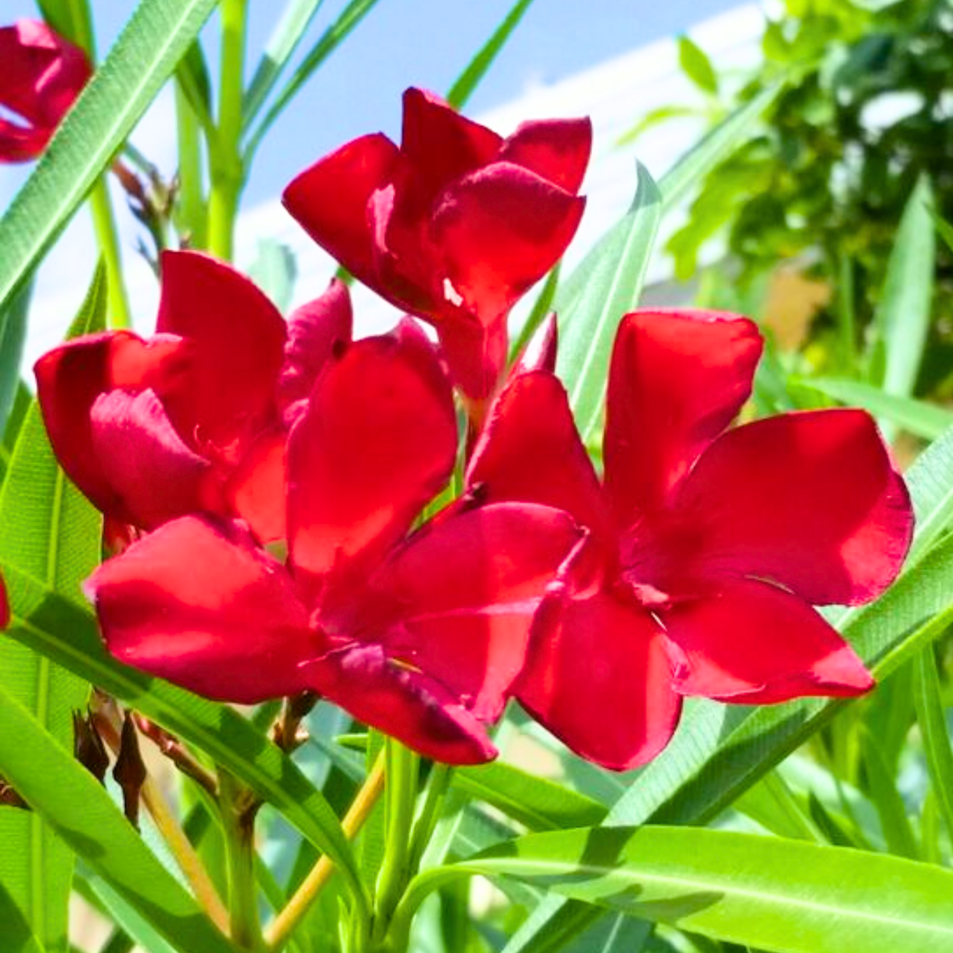 Red Nerium Oleander Kaner Dwarf Live Healthy Plant
