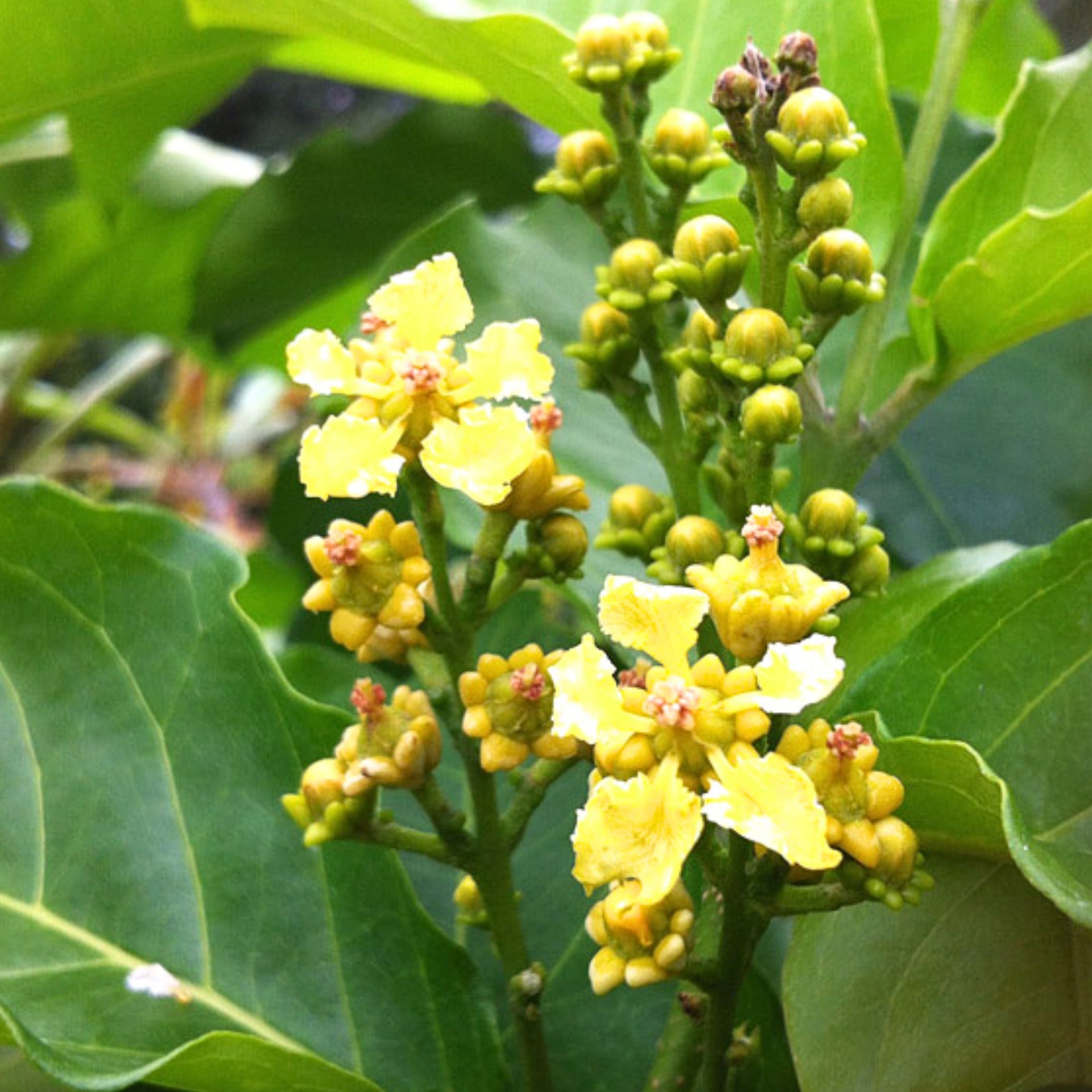 Green Paradise Peanut Butter Plant