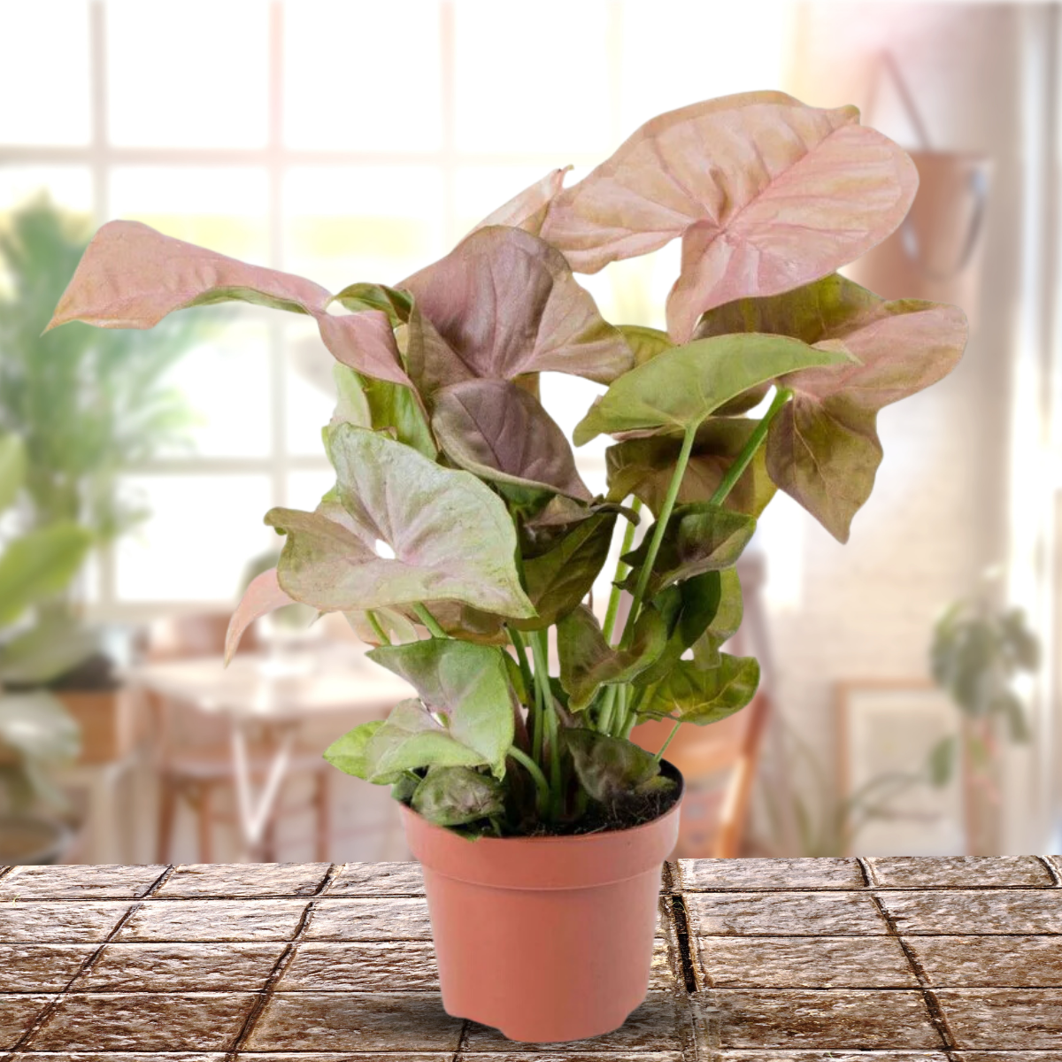 Green Paradise® Pink Syngonium Plant