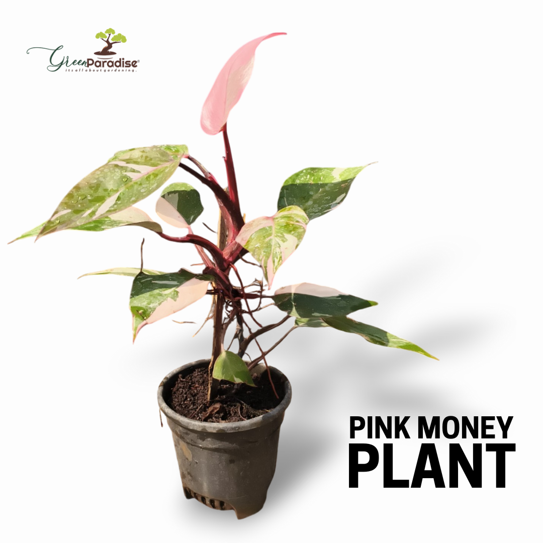 pink money tree Green Paradise® Pink Philodendron Princess (Pink Money Plant) Live Pla – GreenParadiseLive