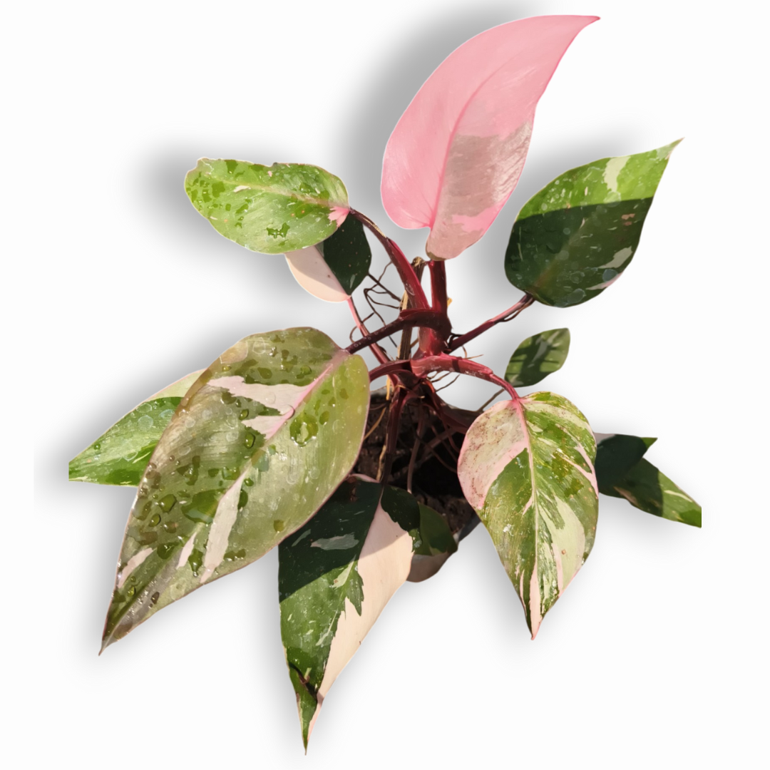 pink money plant Green Paradise® Pink Philodendron Princess (Pink Money Plant) Live Pla –  GreenParadiseLive