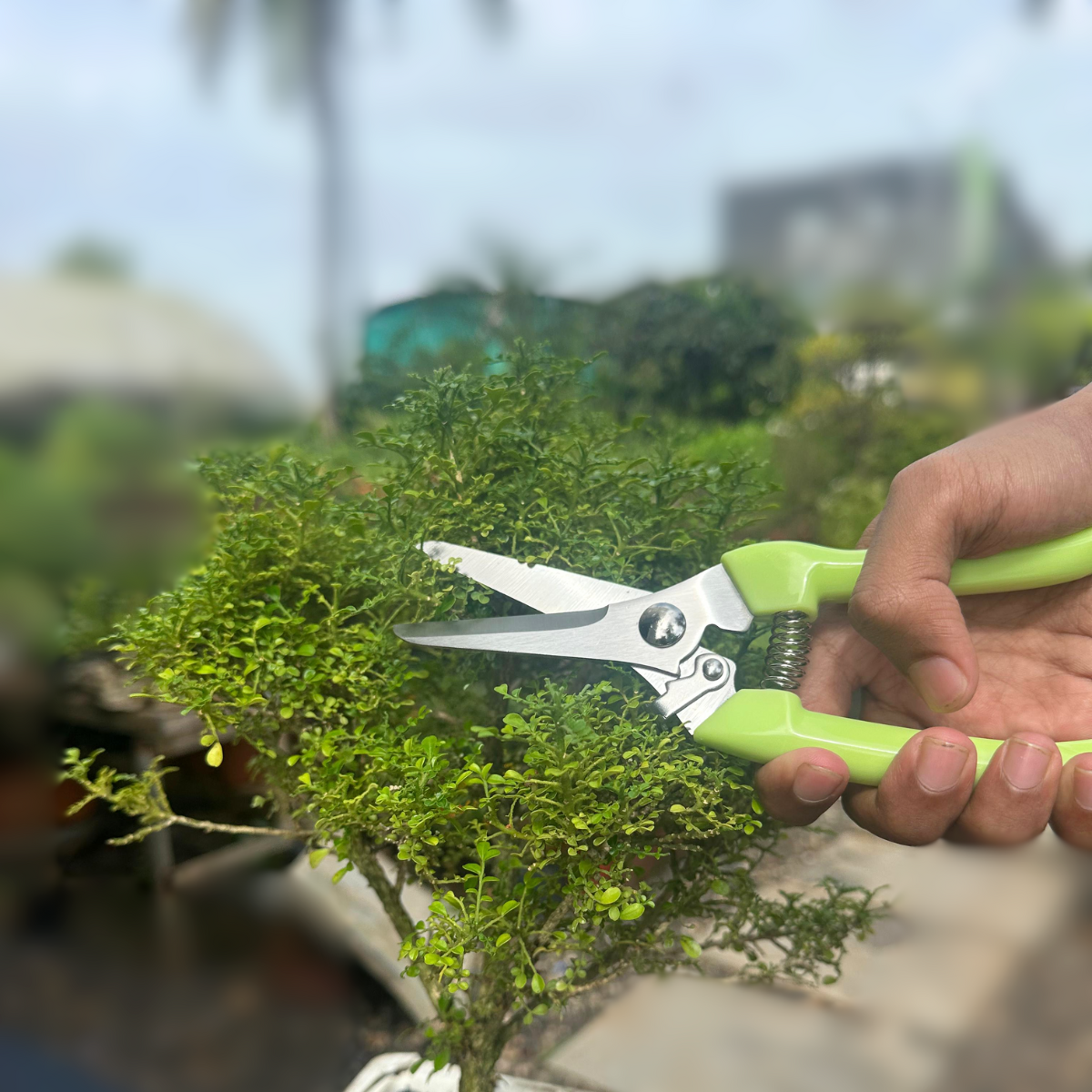 Green Paradise® Prunner
