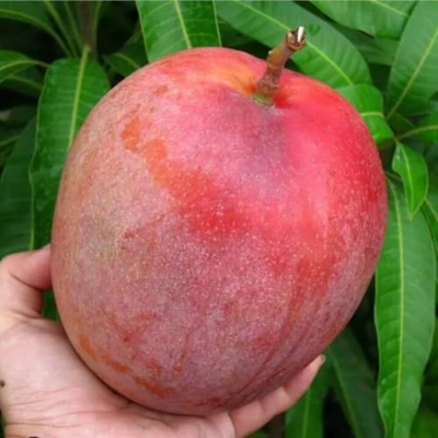 Exclusive Red Mango Live Plant-Green Paradise Live