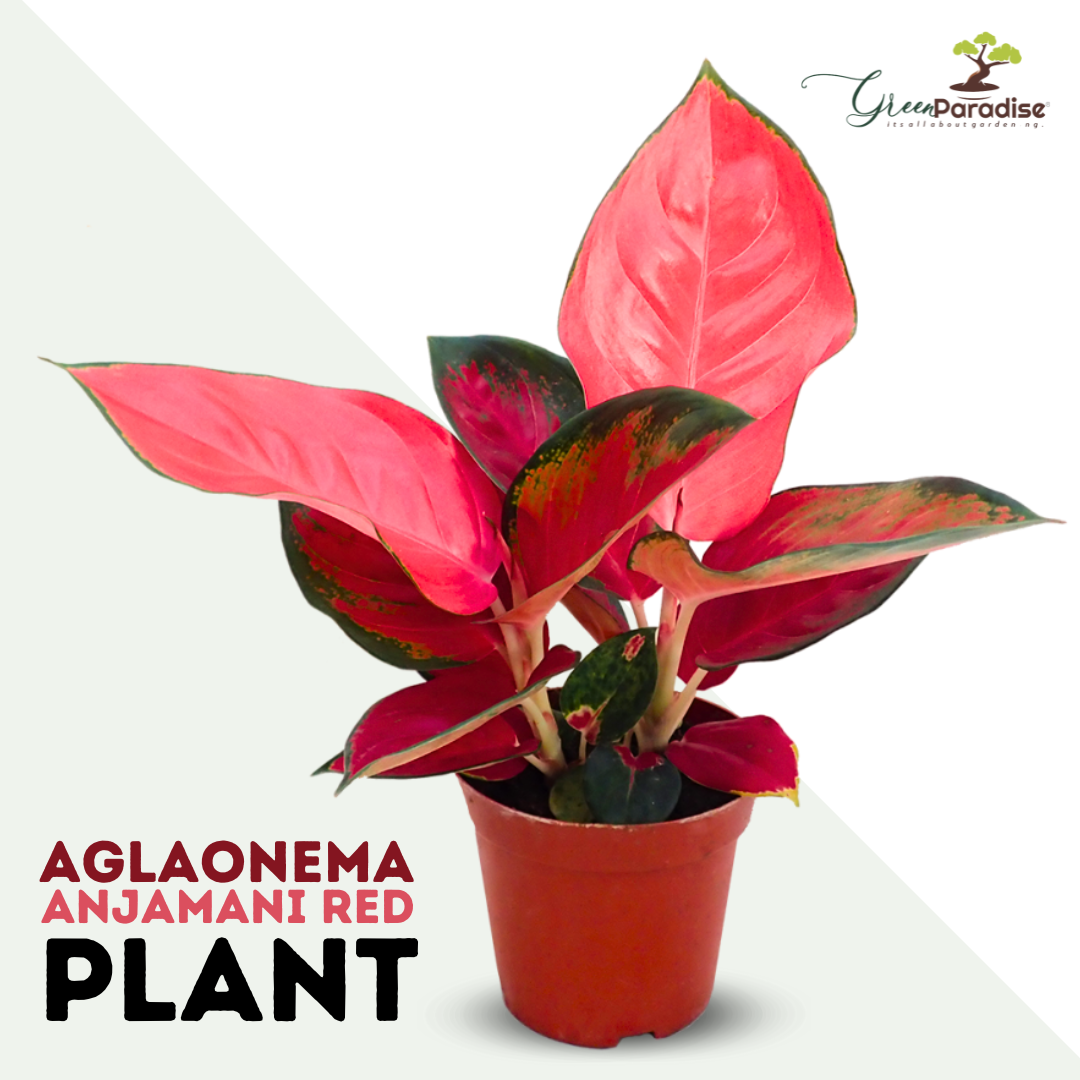 Live Indoor Air Purifying Rotundum Hybrid 'Anjamani Red' Aglaonema Plant with Pot