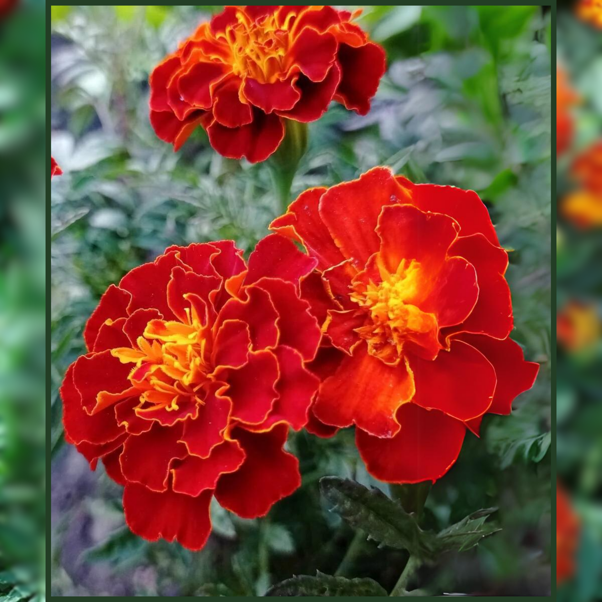 Green Paradise® Marigold Red French F1 Seeds Pack