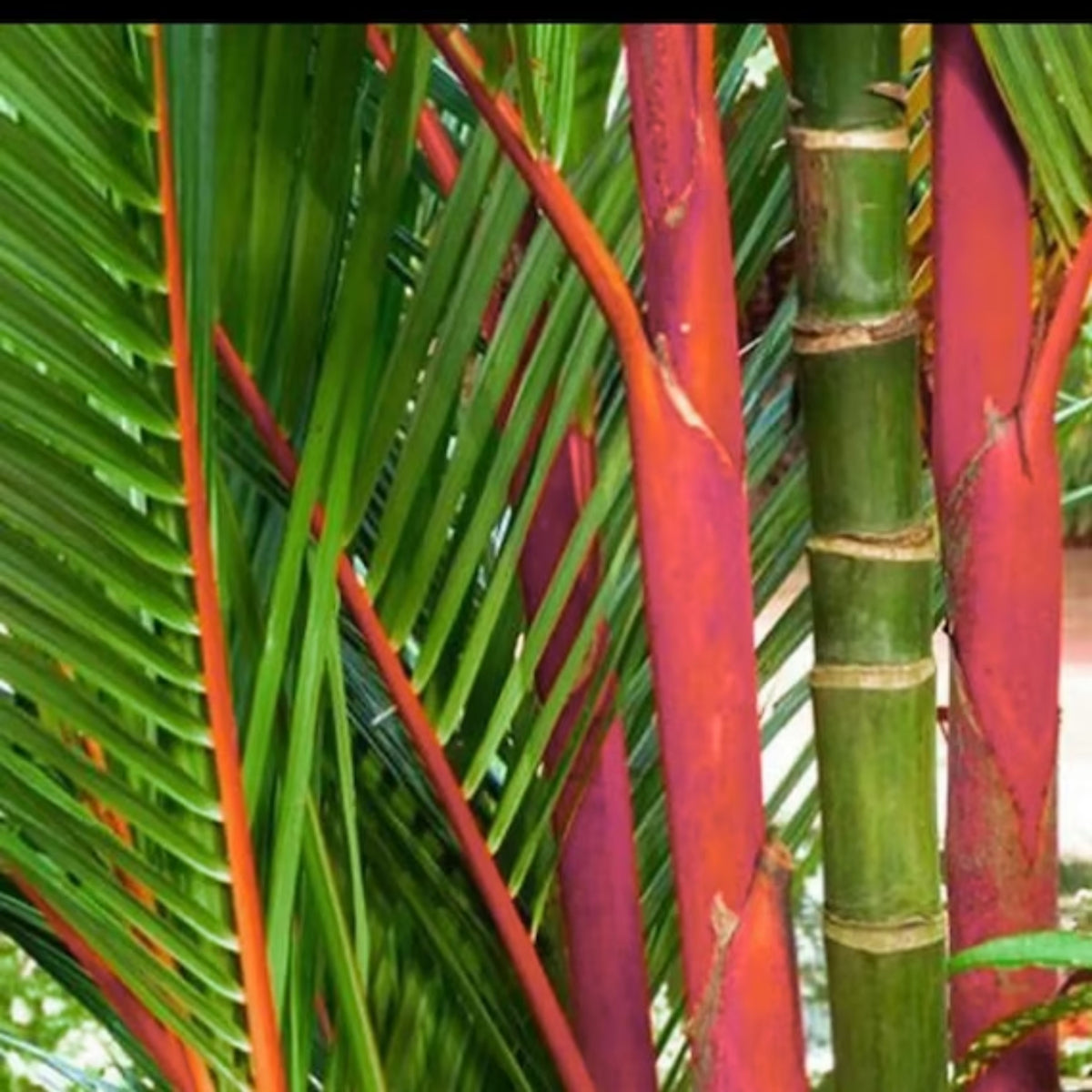 red and green palm plant Green Paradise Red Palm Plant Cyrtostachys renda Live Plant – GreenParadiseLive