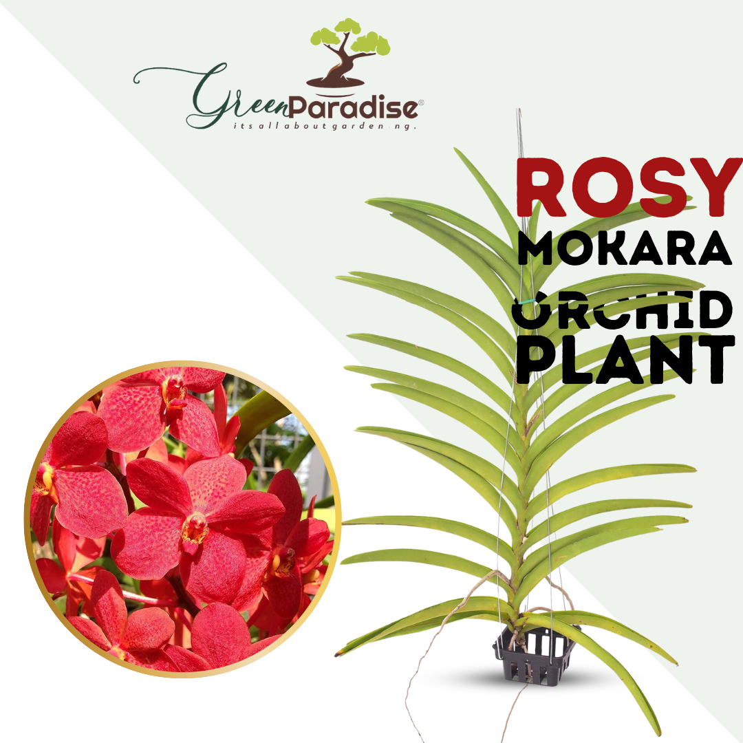 Rosy Mokara Orchid
