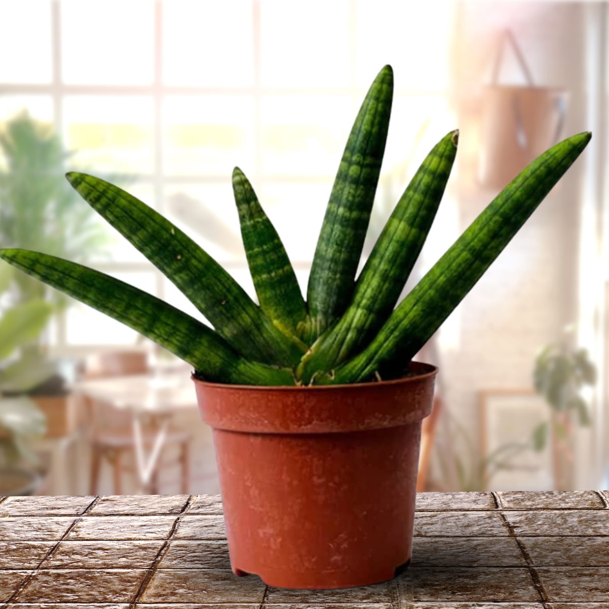 bonsai sansevieria sansevieria Boncel Plant – GreenParadiseLive