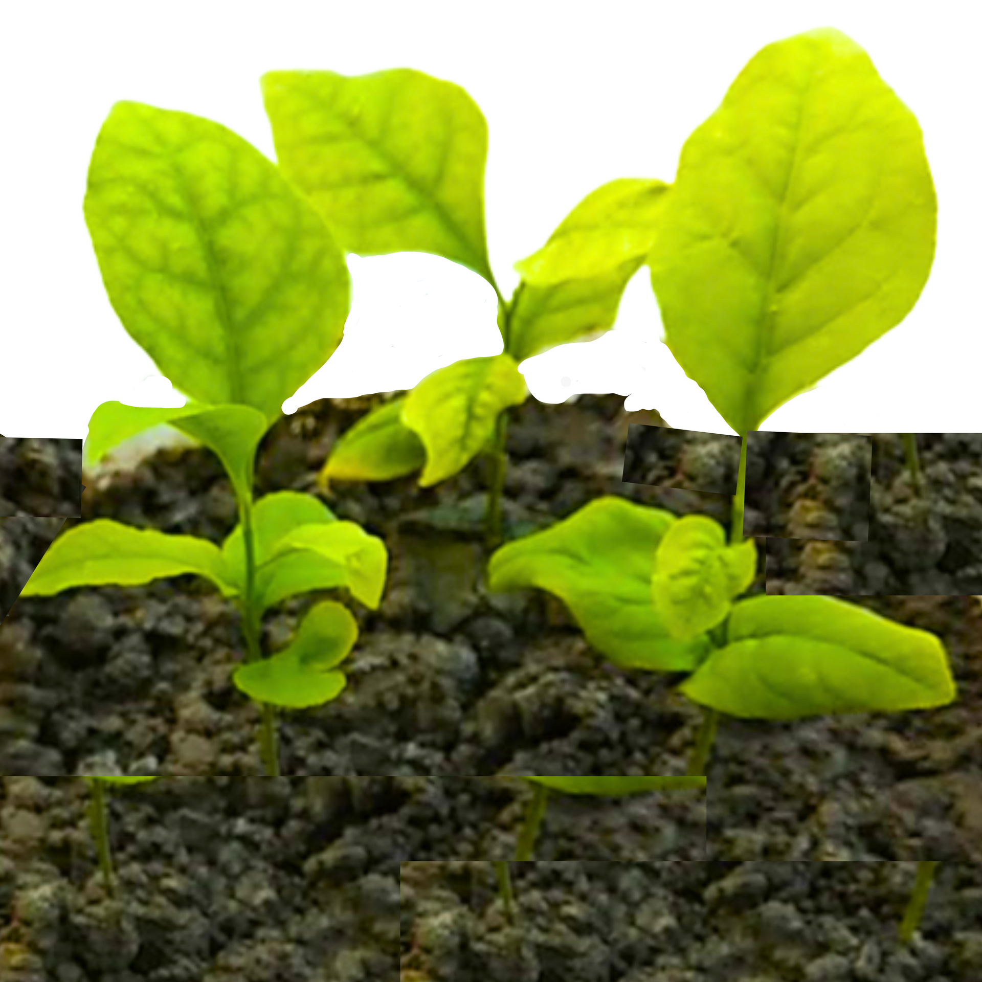 Green Paradise aegle marmelos seeds