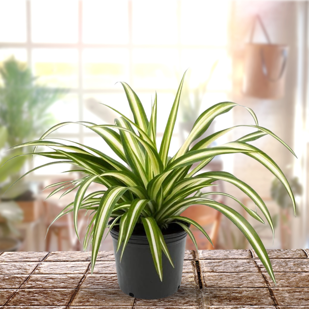 spider plant in bathroom vastu Spider Plant Live Indoor Best air Purifying Plant Include Pot – GreenParadiseLive