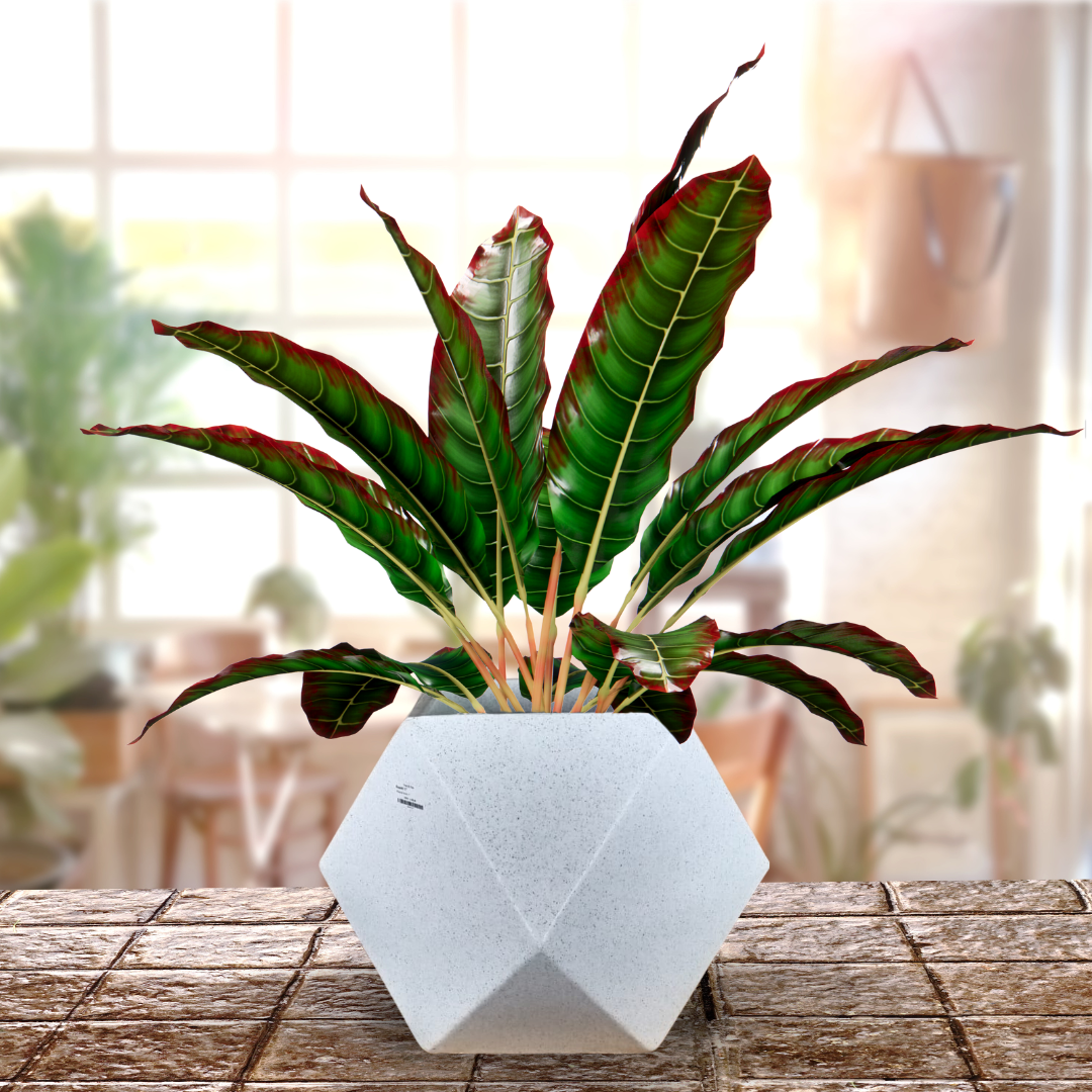Green Paradise® Diamond Roto Molded High Qaulity Premium Planter