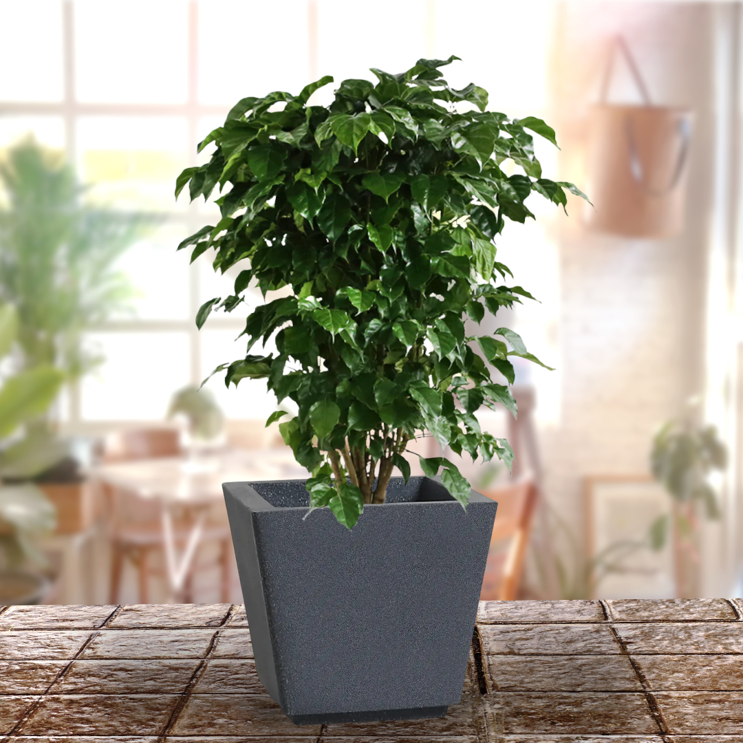 Green Paradise® Square Roto Molded High Qaulity Premium Planter