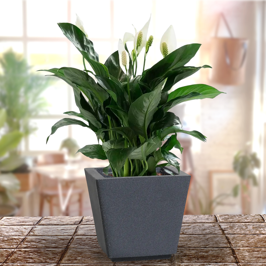 Green Paradise® Square Roto Molded High Qaulity Premium Planter