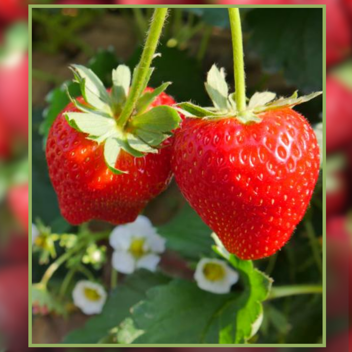 strawberry with green seeds Green Paradise® Exotic New Strawberry Seeds Pack – GreenParadiseLive