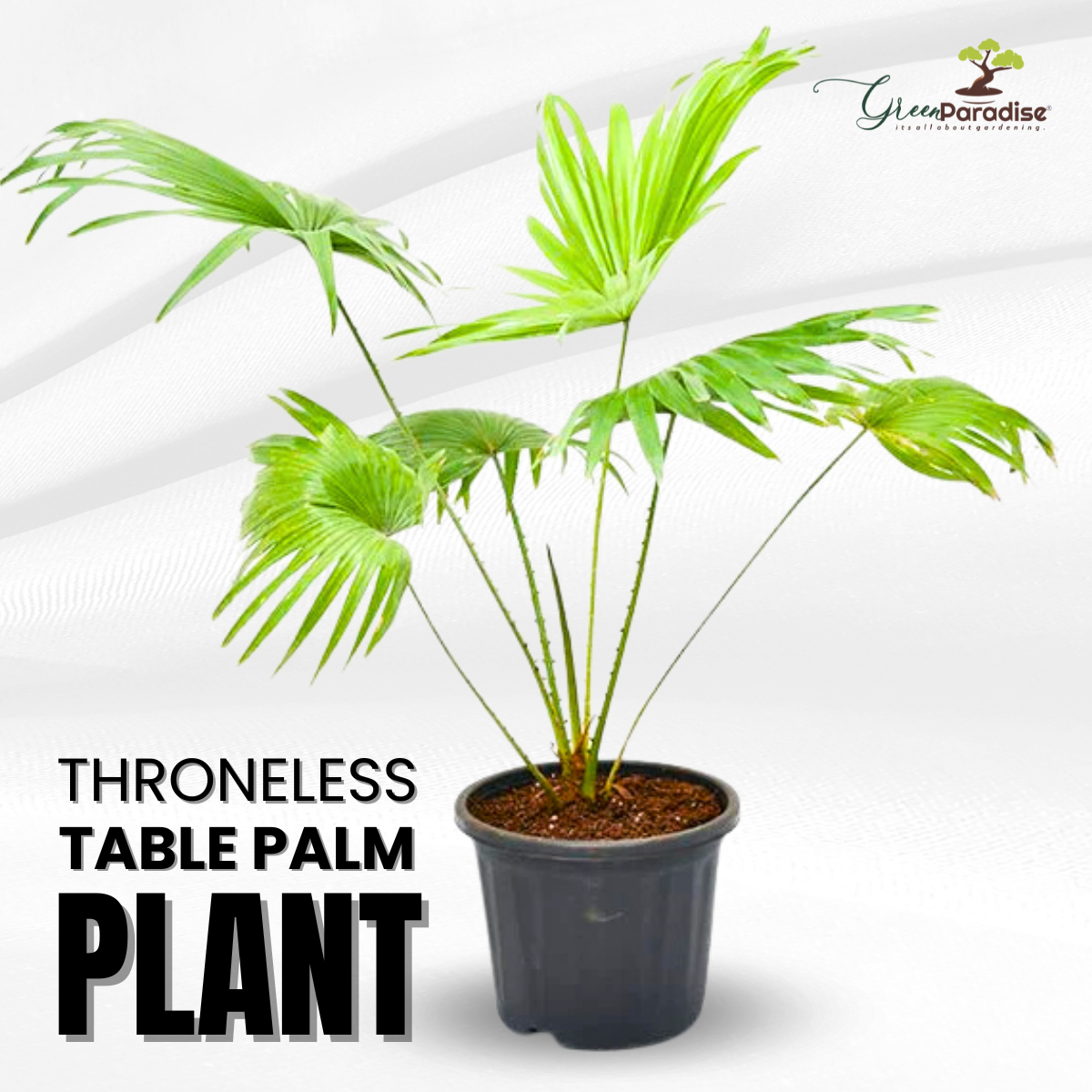 bertam palm plant Bindi Palm New Thronless Table palm – GreenParadiseLive