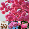 Green Paradise Tabebuia avellanedae Pink Trumpet tree Seeds Pack (10 seeds) Beautiful Pink Flowering Easy And Fast Growing Tree Seeds