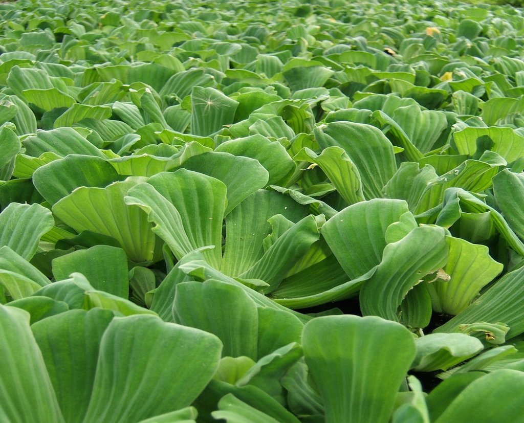 Green Paradise® Water Rose (Aquatic Pistia) Water Cabbage Live Healthy Plant