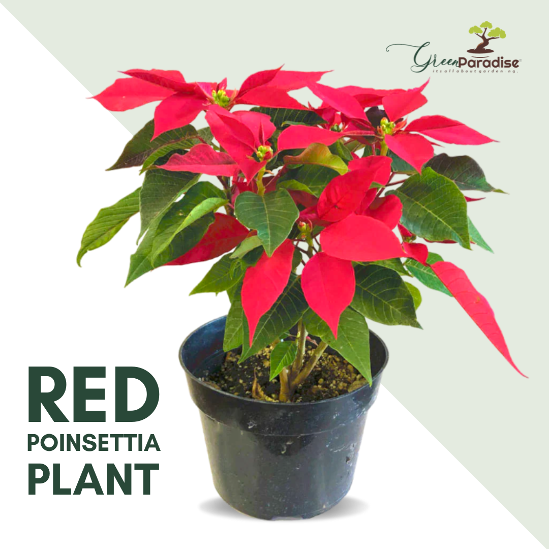 poinsettia plant with pot Red color