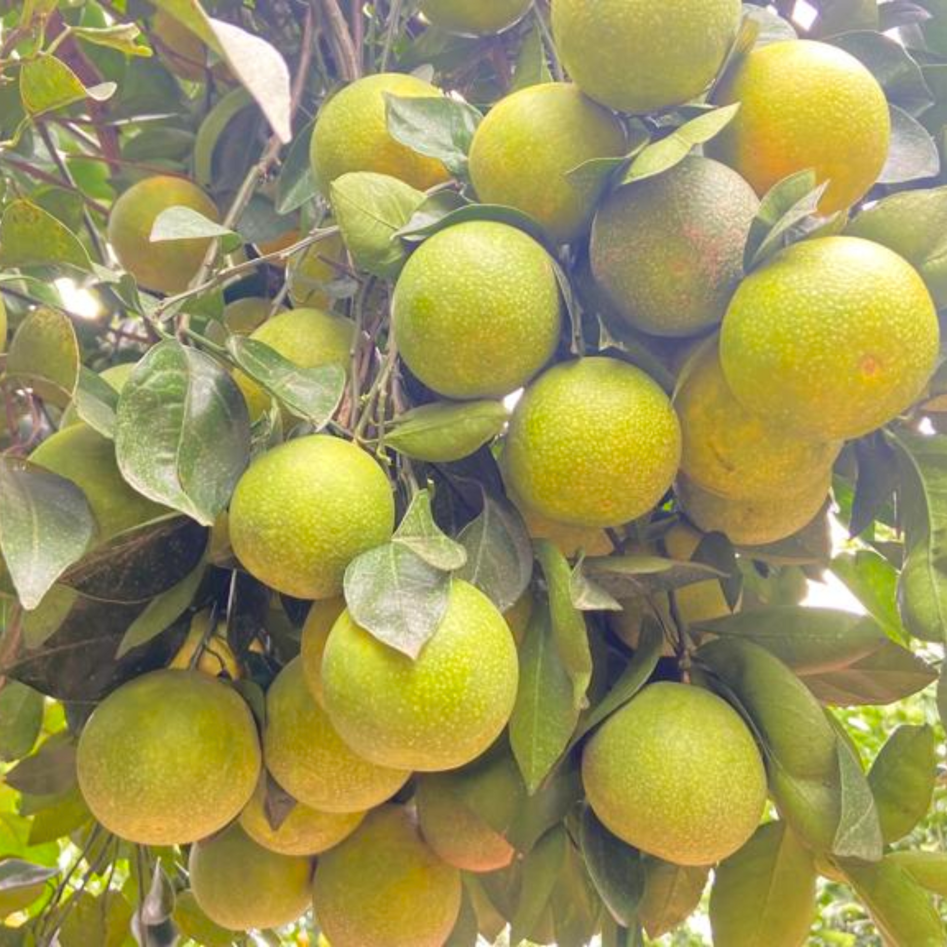 Green paradise Vietnamese Malta new yellow Malta live Grafted Plant