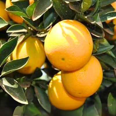 Green paradise Vietnamese Malta new yellow Malta live Grafted Plant